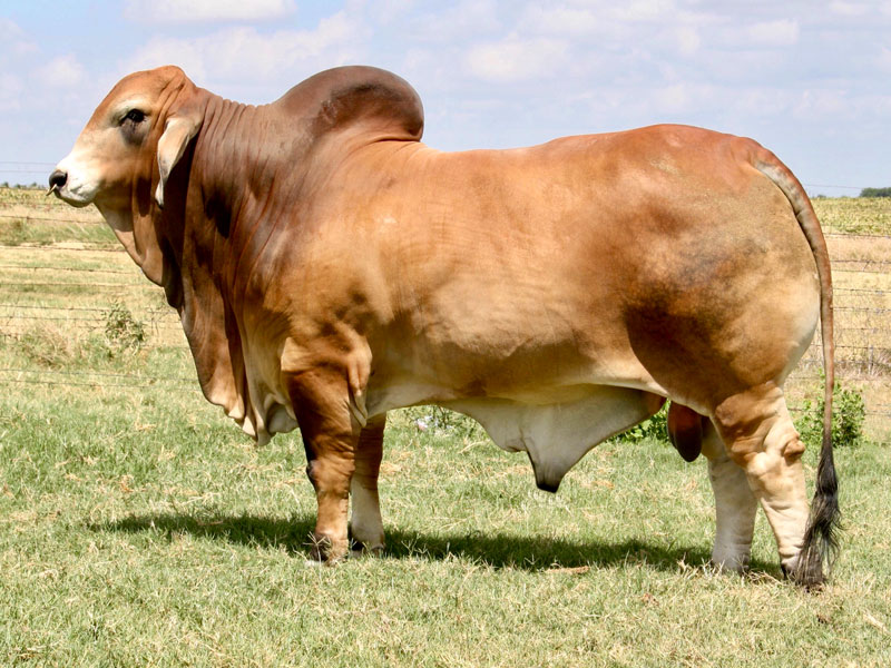 LMC LN POLLED PAPPO 136/6 (PP) - Rocky Repro